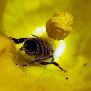 Peľový kúpeľ a nasávanie nektáru z kvetu tekvice